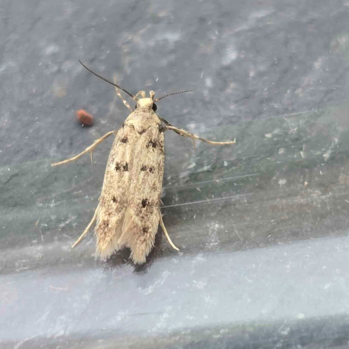 Photo of House Groundling (Bryotropha domestica)